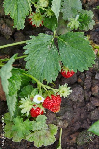 growing strawberries in a garden