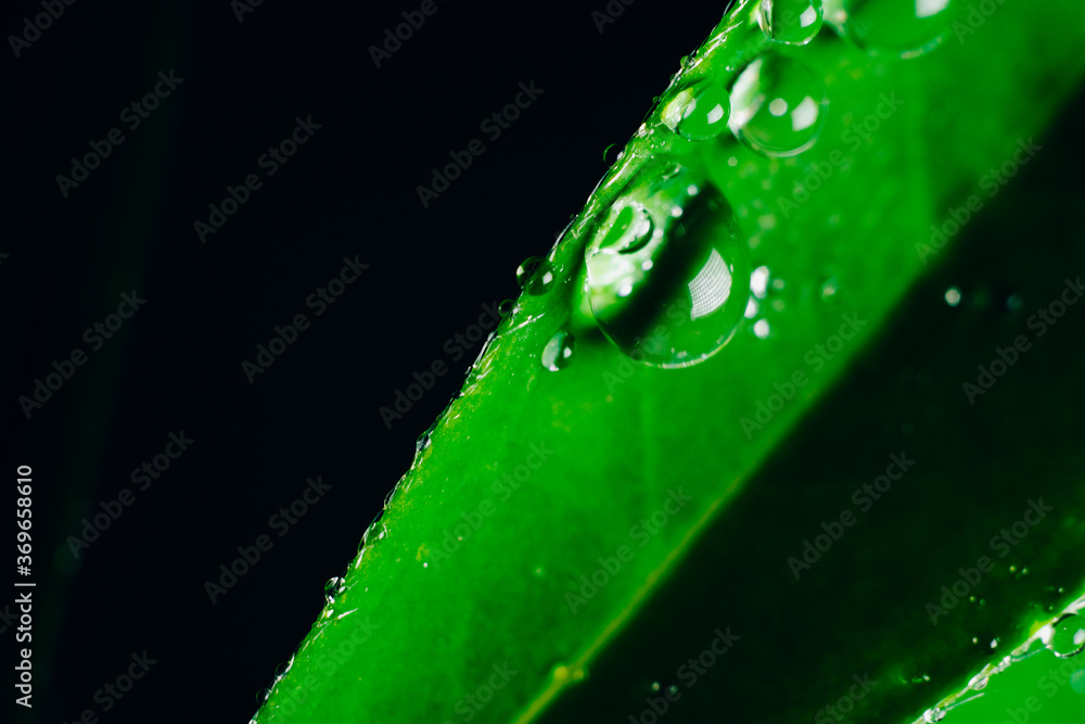 Small drops of water on the edges of a green leaf. Macrophoto of a green plant with water drops. Small drops of water on the edges of a green leaf. Macrophoto of a green plant with water drops.