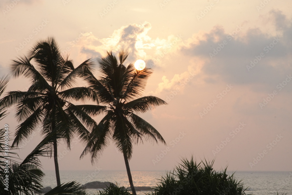 palm trees on the beach. palm trees at sunset