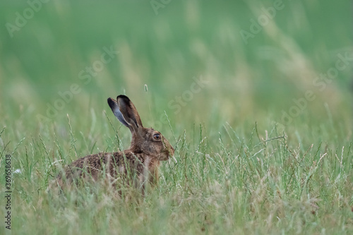 European Hare in the meadow © AB Photography