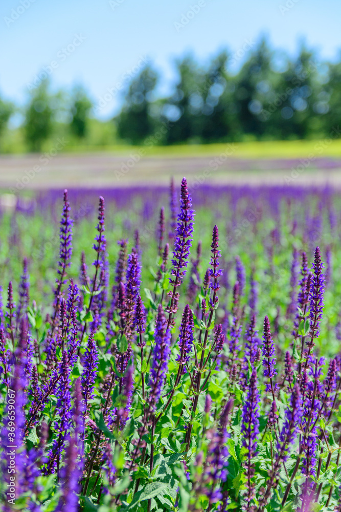 Lavender field in park Krasnodar Lavender field in park Krasnodar