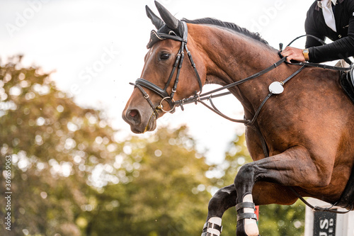 Detail of horse during horse showjumping competition. Close up photo of horse accesories, saddle, bridle, stirrups. © Eliška