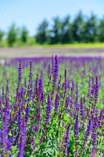 Lavender field in park Krasnodar