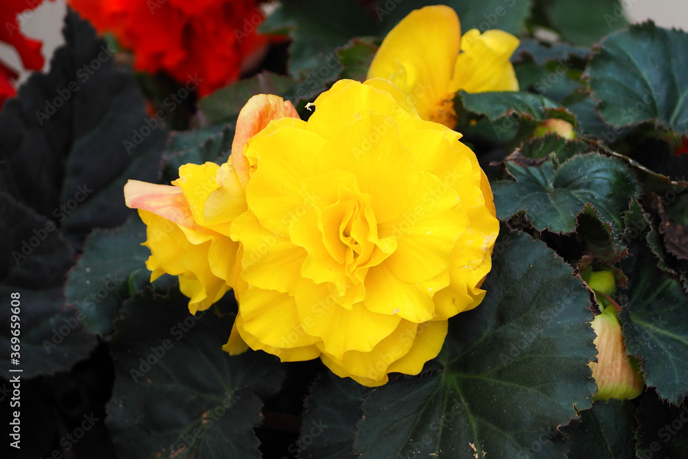 bright yellow flower buds among the leaves in a flower bed bright yellow flower buds among the leaves in a flower bed