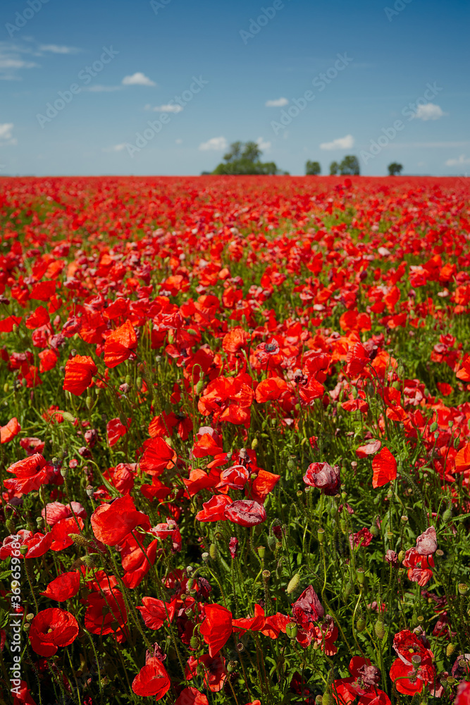 beautiful poppy flower field on a clear summer day