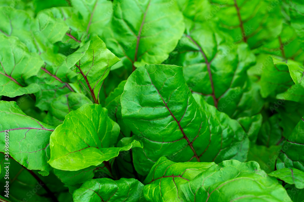 fresh beet leaves close-up fresh beet leaves close-up