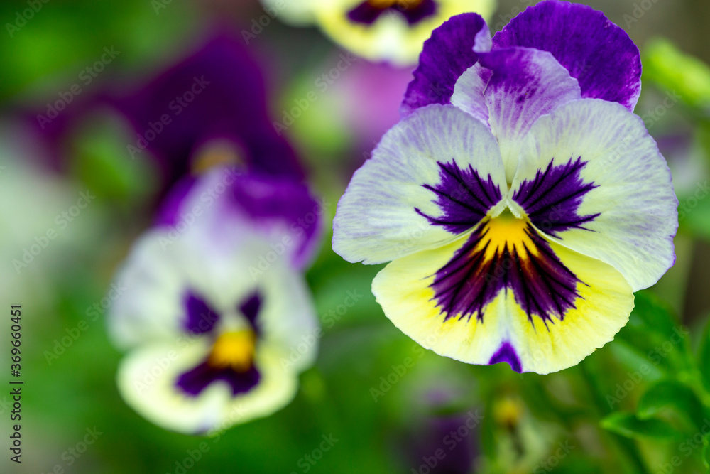 flowers pansies in the garden flowers pansies in the garden