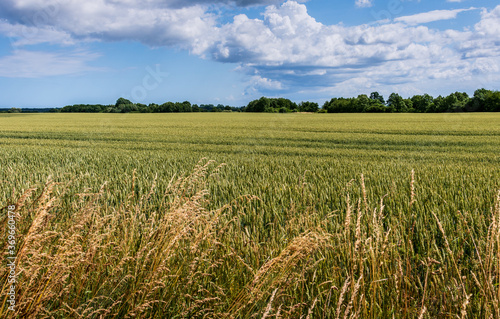 Field of wheat