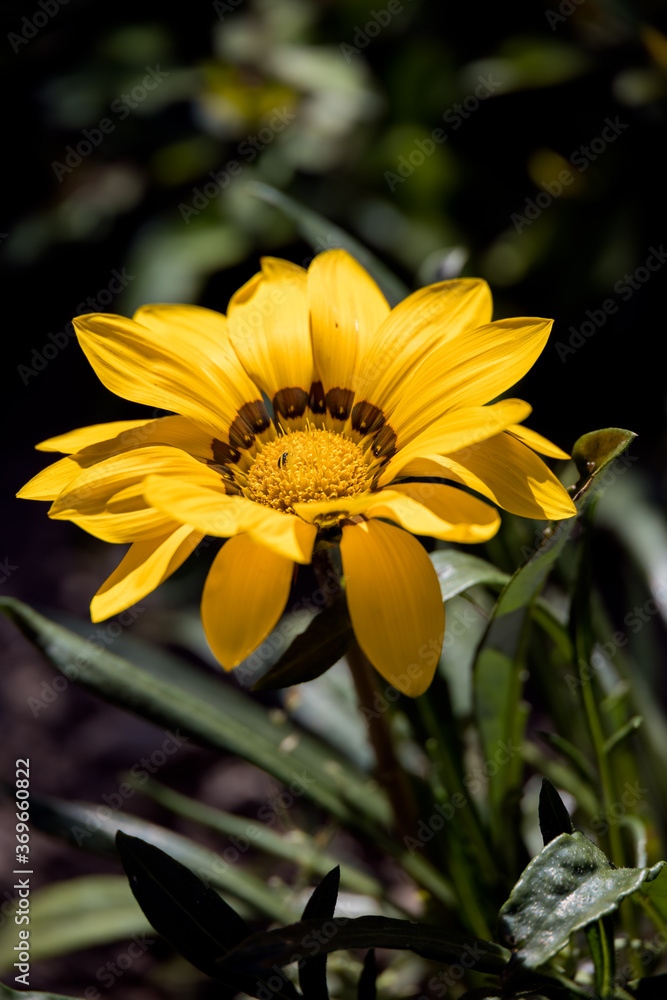 Yellow Gazania flowering in an English garden Yellow Gazania flowering in an English garden