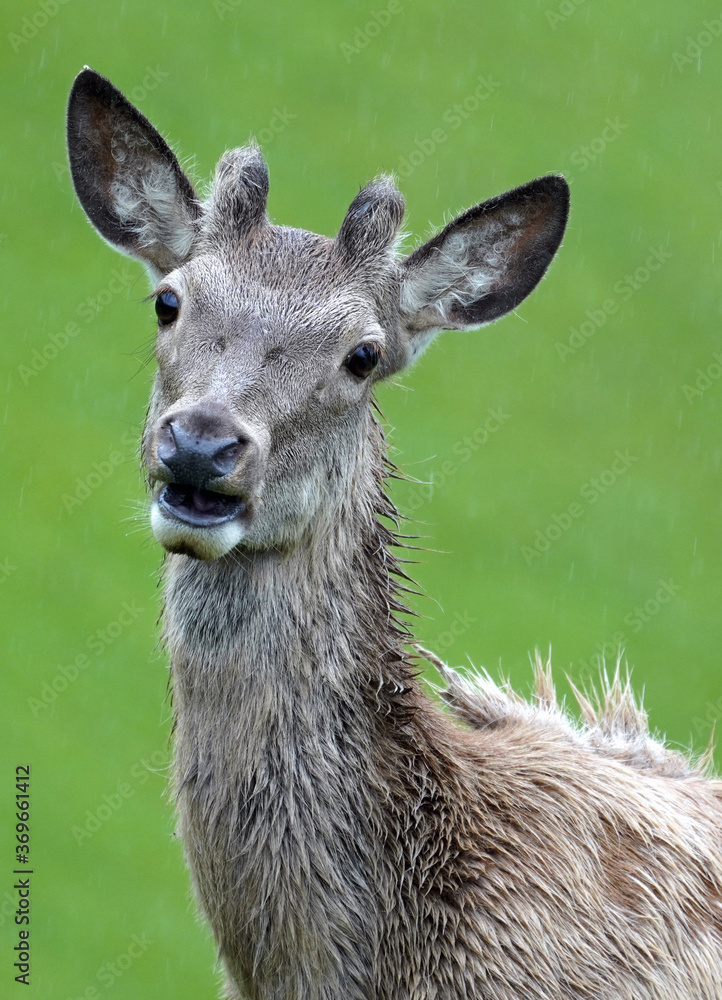 Obraz premium a red deer yearling with growing antlers is looking at camera on a rainy day
