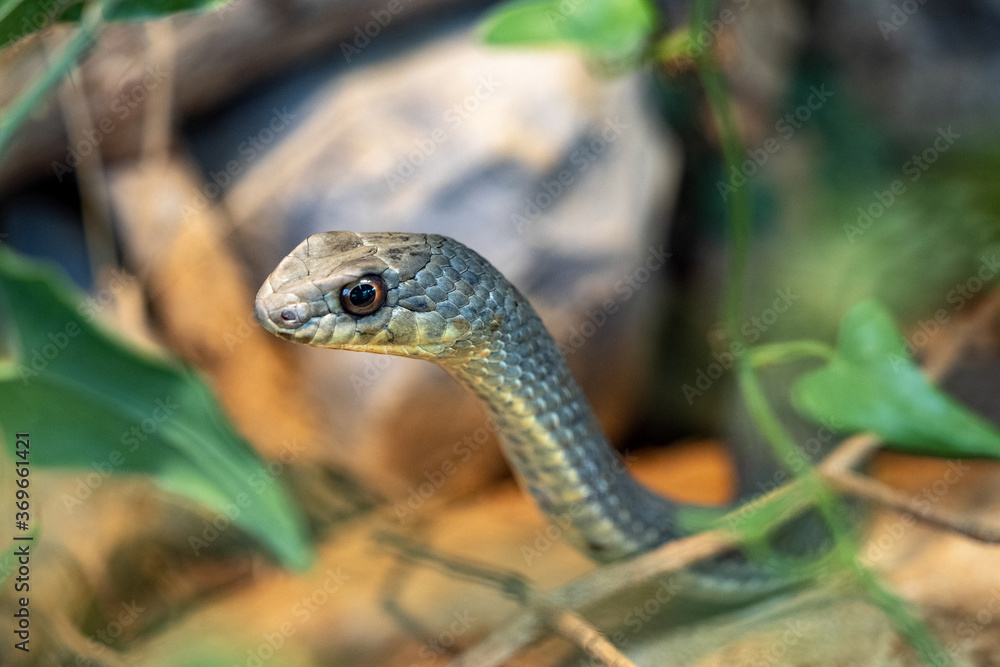 Fototapeta premium Eastern montpellier Snake, Malpolon insignitus, has posterior venomous teeth, feeds mainly on lizards