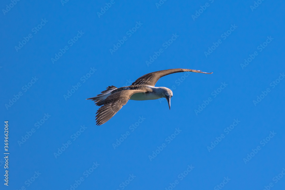 Obraz premium Blue-footed booby in flight, Loreto, Baja California Sur, Mexico