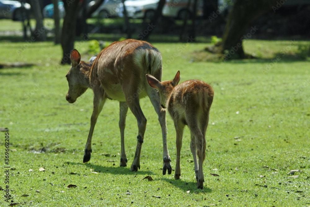 Fawn is walking behind its mother on the grassland. Fawn is walking behind its mother on the grassland.