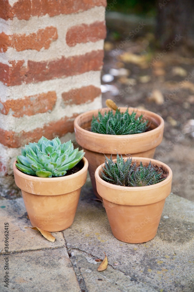 Cactus in pots are in the garden. Three ceramic pots of teracot color with plants stand on the street.