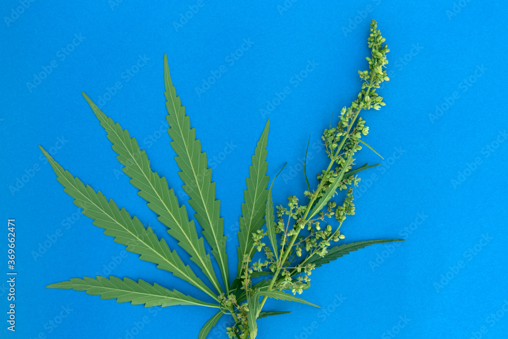 Fresh cannabis green leaves and seeds on blue paper background. Fresh cannabis green leaves and seeds on blue paper background.