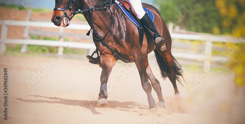 A bay fast sports horse with a rider in the saddle gallops across the sandy arena, kicking up dust with its hooves, on a sunny, warm summer day.