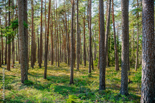 Summer view of a Swedish pine tree forest with many tree trunks and berry plants on the forest ground.