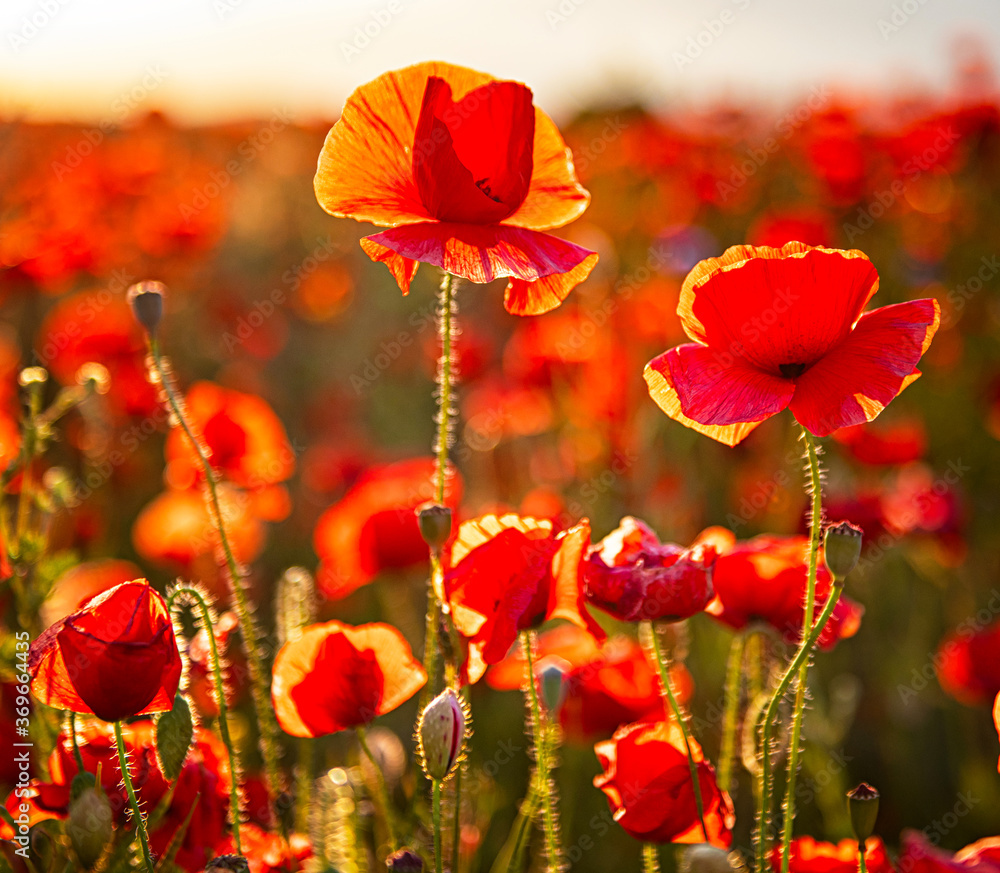 Naklejka premium Nice poppy flowers in the sunset