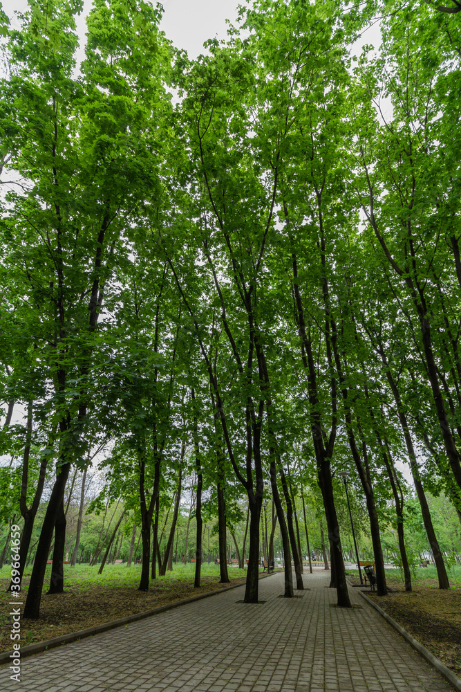 Fototapeta premium Green maple trees on the sky background