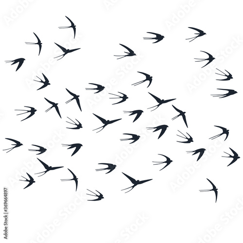 Flying swallow birds silhouettes vector illustration. Nomadic martlets school isolated on white. 