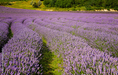 Nice lavender field at lake Balaton