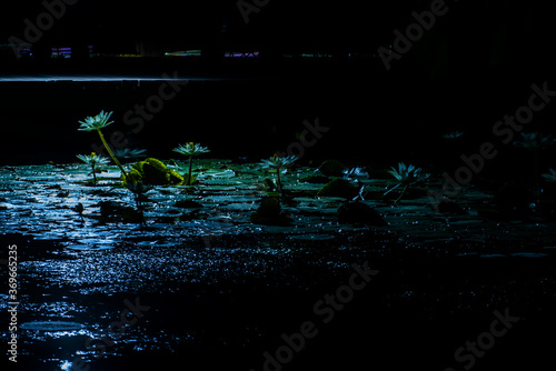 The fantasic nightview of the lotus pond,Lotus and water lily flower and leaves. photo