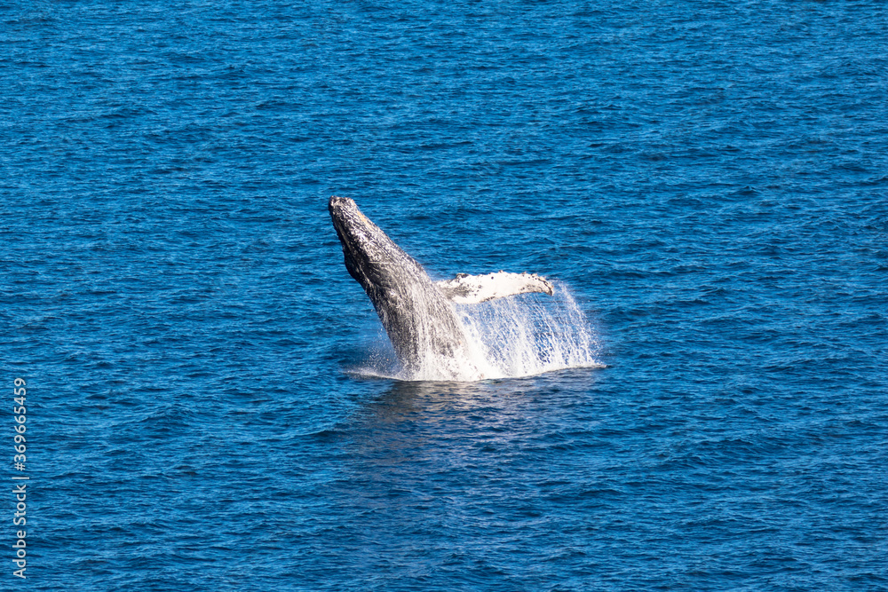 Fototapeta premium Breaching Humpback Whales, Loreto in Baja California, Mexico