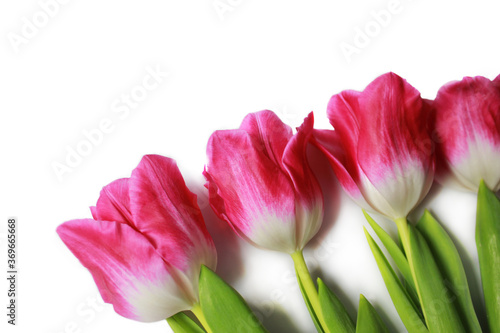 Wonderful pink tulips on a white background. Beautiful spring flowers.