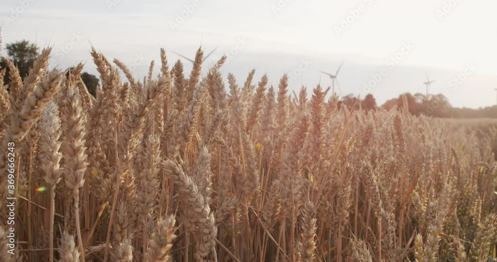 Ripe spikelets of wheat in a field at sunset. The Wind Flutters the Ears of Wheat at Sunset. Backdrop of Ripening Ears of Yellow Wheat Field on the Sunset Cloudy Blue Sky Background. Ripe spikelets of wheat in a field at sunset. The Wind Flutters the Ears of Wheat at Sunset. Backdrop of Ripening Ears of Yellow Wheat Field on the Sunset Cloudy Blue Sky Background.