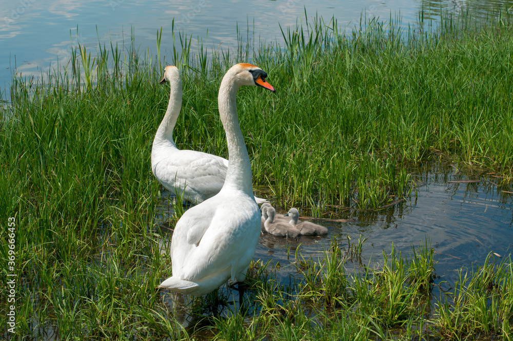 a white swan female with small swans swims in a pond a white swan female with small swans swims in a pond