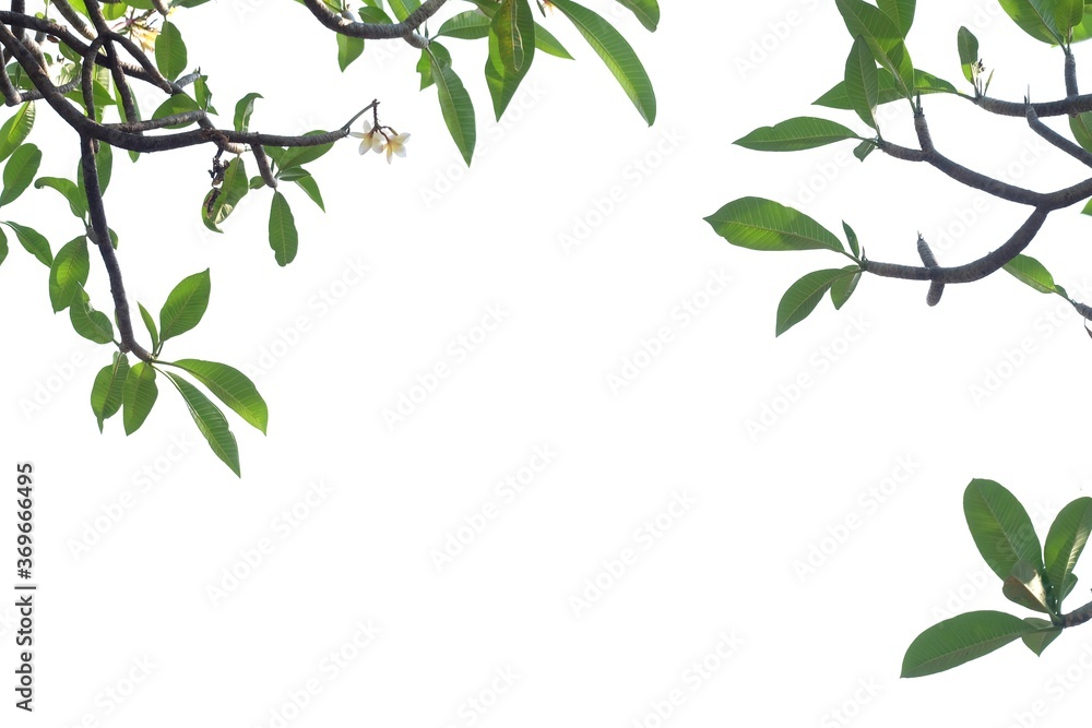 In selective Plumeria tree leaves branches with sunlight and white flower blossom on white isolated background with copy space