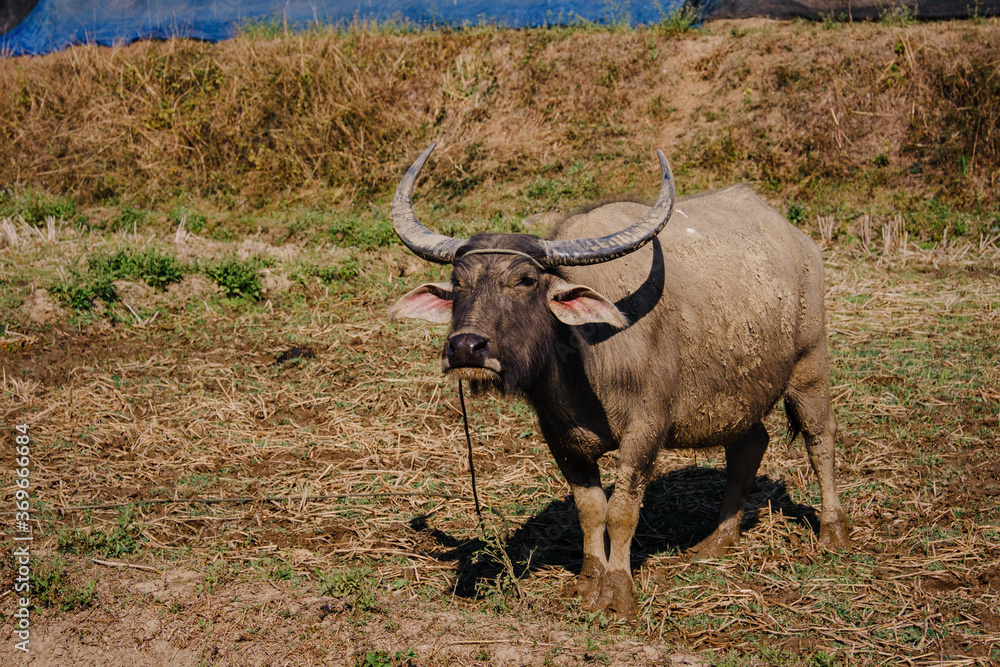 Thailand buffalo eating grass with birds,countryside Thailand Thailand buffalo eating grass with birds,countryside Thailand