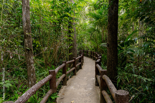 Tropical jungles of Southeast Asia in winter  Thailand