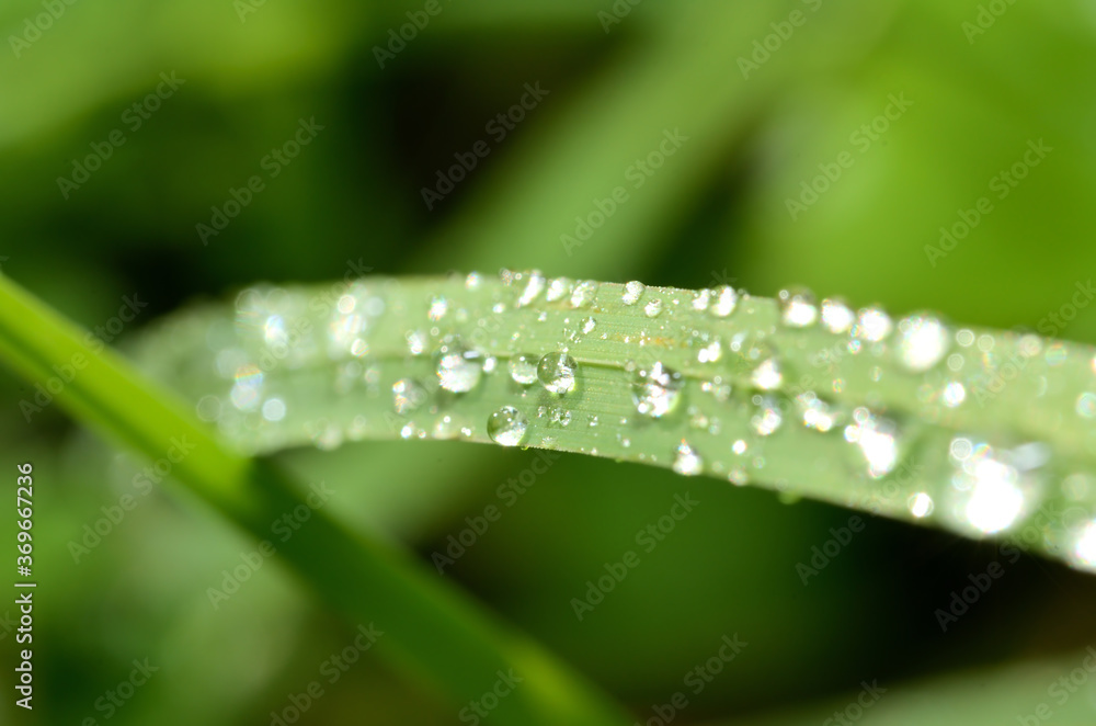 Detail of dew drops on a blade of spring grass. Low depth of field. Detail of dew drops on a blade of spring grass. Low depth of field.