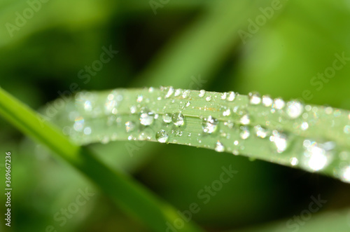 Detail of dew drops on a blade of spring grass. Low depth of field.