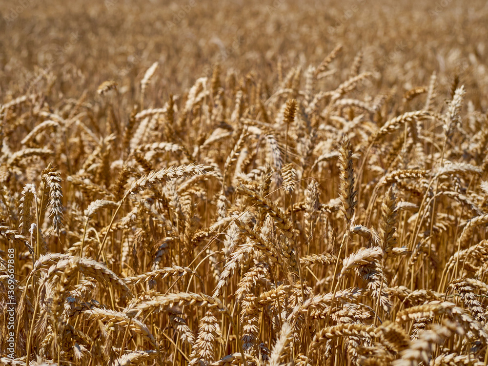 Golden wheat field and sunny day. Golden wheat field and sunny day.