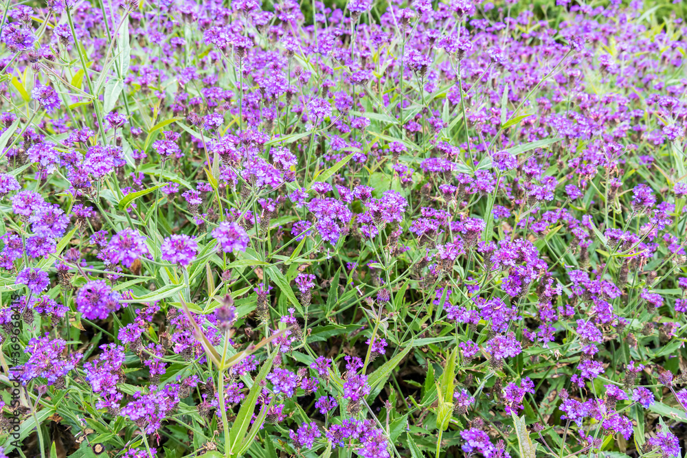 Obraz premium Verbena rigida also known as Slender vervain or Tuberous vervain.