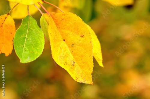 Autumn background of leaves. Close-up detail.