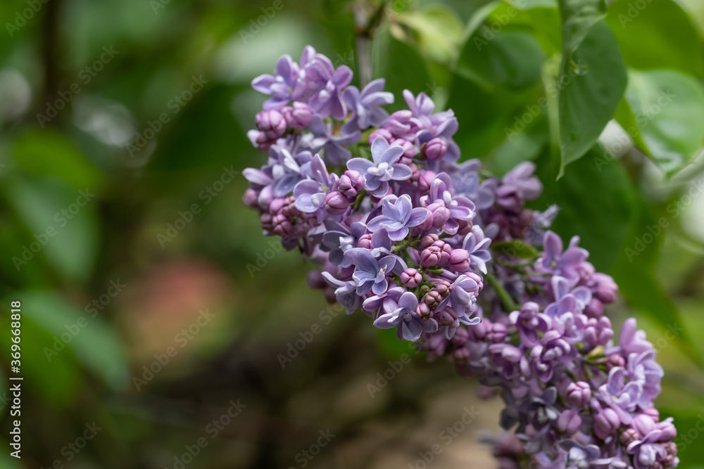 Macro image of spring purple lilac flowers, abstract soft floral background. Macro image of spring purple lilac flowers, abstract soft floral background.