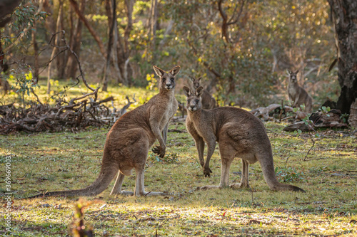 Fényképezés Two immature male Eastern Grey Kangaroos
