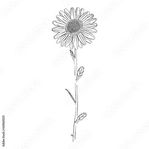 Hand drawings of Daisy flowers that are not painted, Floral element, Vector illustrations isolated. 