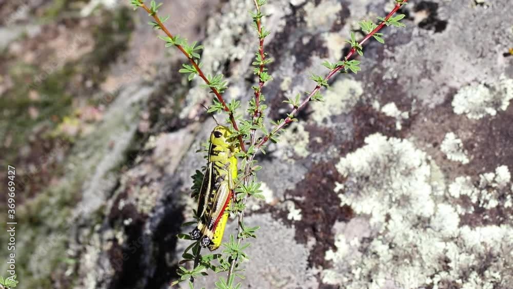 A green grasshopper sways on a bush branch on a sunny day. Macro video of nature in summer in the steppe. A green grasshopper sways on a bush branch on a sunny day. Macro video of nature in summer in the steppe.