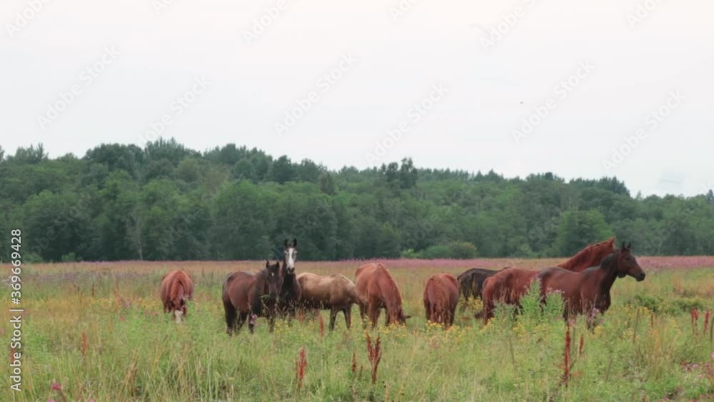 Wild Horses Running. Herd of horses running on the autumn field. Wild Horses Running. Herd of horses running on the autumn field.