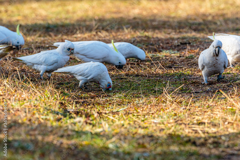 Fototapeta premium Little Coreallas feeding on the ground