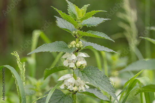 Lamium album, commonly called white nettle or white dead-nettle photo