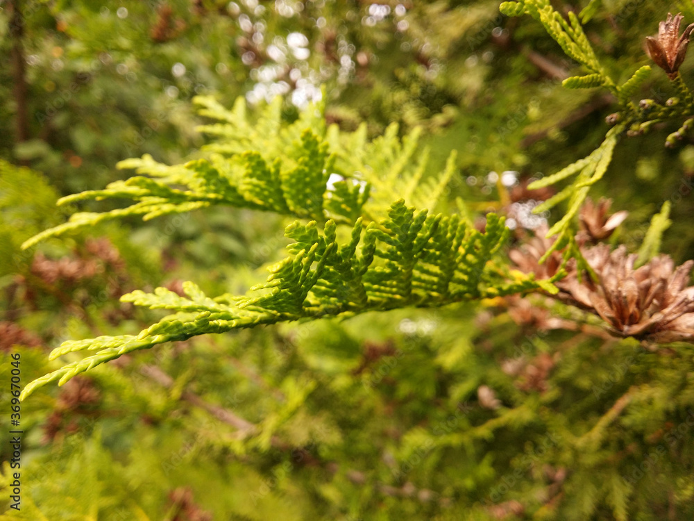 Two green and soft thuja branches against the background of greenery of other branches.