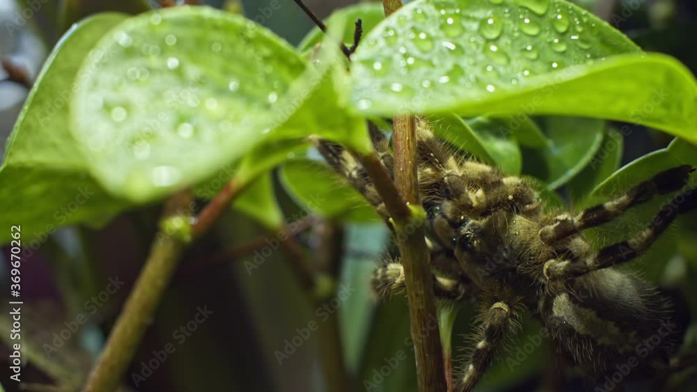 Spider in the wild. Slow motion. Spider climbs in the woods on trees and branches. Macro. Looking for prey. Jungle. RAW. Spider in the wild. Slow motion. Spider climbs in the woods on trees and branches. Macro. Looking for prey. Jungle. RAW.