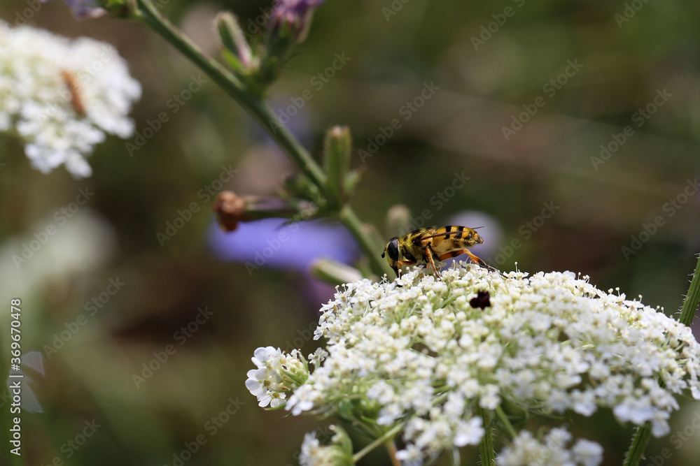Bee collects nectar on white flowers in summer Bee collects nectar on white flowers in summer