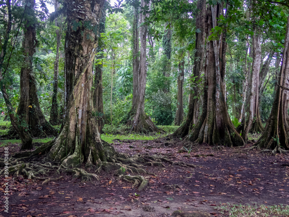 trees in the forest