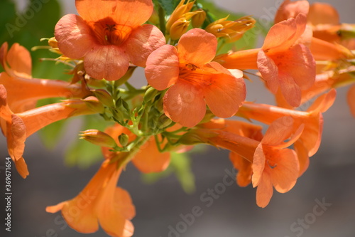 Orange trumpet vine creeper OR Orange jubilee(orange bells) OR tacoma alata ,native region is Argentina but found in many countries